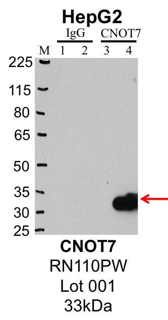 HepG2_MBLI_RN110PW_001_CNOT7.png<br>Caption: IP-Western Blot analysis of HepG2 whole cell lysate using CNOT7 specific antibody. Lane 1 is 1% of twenty million whole cell lysate input and lane 2 is 25% of IP enrichment using rabbit normal IgG (lanes under 'IgG'). Lane 3 is 1% of twenty million whole cell lysate input and lane 4 is 10% IP enrichment using rabbit polyclonal anti-CNOT7 antibody (lanes under 'CNOT7').