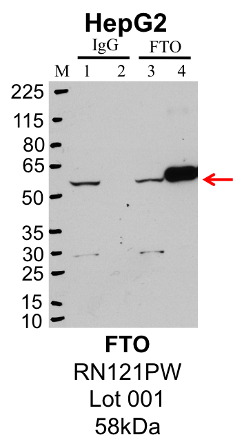 HepG2_MBLI_RN121PW_001_FTO.png<br>Caption: IP-Western Blot analysis of HepG2 whole cell lysate using FTO specific antibody. Lane 1 is 1% of twenty million whole cell lysate input and lane 2 is 25% of IP enrichment using rabbit normal IgG (lanes under 'IgG'). Lane 3 is 1% of twenty million whole cell lysate input and lane 4 is 10% IP enrichment using rabbit polyclonal anti-FTO antibody (lanes under 'FTO').