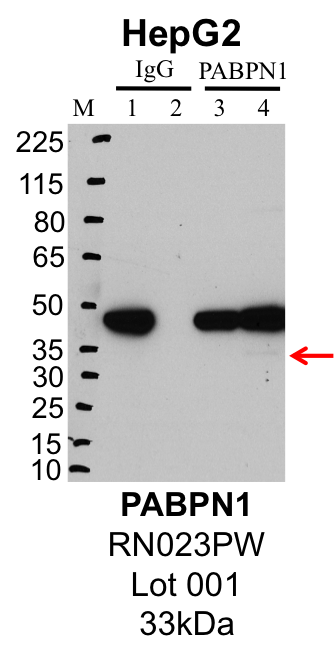 HepG2_MBL_RN023PW_001_PABPN1.png<br>Caption: IP-Western Blot analysis of HepG2 whole cell lysate using PABPN1 specific antibody. Lane 1 is 1% of twenty million whole cell lysate input and lane 2 is 25% of IP enrichment using rabbit normal IgG (lanes under 'IgG'). Lane 3 is 1% of twenty million whole cell lysate input and lane 4 is 10% IP enrichment using rabbit polyclonal anti-PABPN1 antibody (lanes under 'PABPN1').