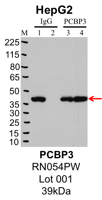 HepG2_MBL_RN054PW_001_PCBP3.png<br>Caption: IP-Western Blot analysis of HepG2 whole cell lysate using PCBP3 specific antibody. Lane 1 is 1% of twenty million whole cell lysate input and lane 2 is 25% of IP enrichment using rabbit normal IgG (lanes under 'IgG'). Lane 3 is 1% of twenty million whole cell lysate input and lane 4 is 10% IP enrichment using rabbit polyclonal anti-PCBP3 antibody (lanes under 'PCBP3').