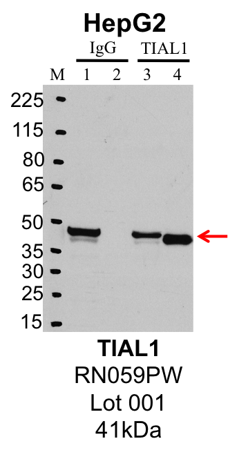 HepG2_MBL_RN059PW_001_TIAL1.png<br>Caption: IP-Western Blot analysis of HepG2 whole cell lysate using TIAL1 specific antibody. Lane 1 is 1% of twenty million whole cell lysate input and lane 2 is 25% of IP enrichment using rabbit normal IgG (lanes under 'IgG'). Lane 3 is 1% of twenty million whole cell lysate input and lane 4 is 10% IP enrichment using rabbit polyclonal anti-TIAL1 antibody (lanes under 'TIAL1').