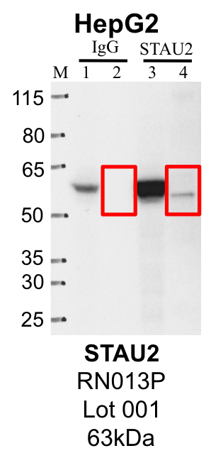 HepG2_RN013P_001_STAU2_MassSpec.png<br>Caption: Representative image of immunoprecipitation performed on whole cell extracts from the HepG2 cell line using the STAU2-specific antibody RN013P. Lane 1: Input from IP using control IgG. Lane 2: Immunoprecipitated material using control IgG. Lane 3: Input from IP using STAU2 antibody. Lane 4: Immunoprecipitated material using STAU2 antibody. Outlined regions were excised from gel and subjected to analysis by mass spectrometry. Target molecular weight: 62.64 kDa.