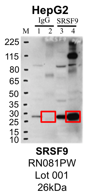 HepG2_RN081PW_001_SRSF9_MassSpec.png<br>Caption: Representative image of immunoprecipitation performed on whole cell extracts from the HepG2 cell line using the SRSF9-specific antibody RN081PW. Lane 1: Input from IP using control IgG. Lane 2: Immunoprecipitated material using control IgG. Lane 3: Input from IP using SRSF9 antibody. Lane 4: Immunoprecipitated material using SRSF9 antibody. Outlined regions were excised from gel and subjected to analysis by mass spectrometry. Target molecular weight: 25.54 kDa.