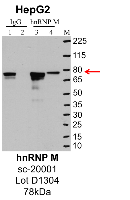 HepG2_Santa%20Cruz_sc-20001_D1304_hnRNPM.png<br>Caption: IP-Western Blot analysis of HepG2 whole cell lysate using HNRNPM specific antibody. Lane 1 is 1% of twenty million whole cell lysate input and lane 2 is 25% of IP enrichment using rabbit normal IgG (lanes under 'IgG'). Lane 3 is 1% of twenty million whole cell lysate input and lane 4 is 10% IP enrichment using mouse polyclonal anti-HNRNPM antibody (lanes under 'HNRNPM').