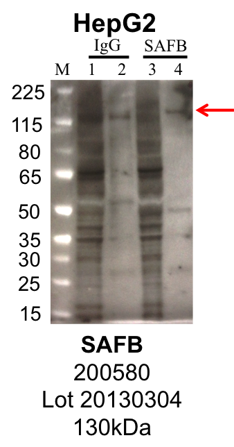 HepG2_ZenBioscience_200580_20130304_SAFB.png<br>Caption: IP-Western Blot analysis of HepG2 whole cell lysate using SAFB specific antibody. Lane 1 is 1% of twenty million whole cell lysate input and lane 2 is 25% of IP enrichment using rabbit normal IgG (lanes under 'IgG'). Lane 3 is 1% of twenty million whole cell lysate input and lane 4 is 10% IP enrichment using rabbit polyclonal anti-SAFB antibody (lanes under 'SAFB').