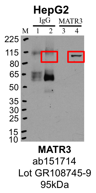 HepG2_ab151714_GR108745-9_MATR3_MassSpec.png<br>Caption: Representative image of immunoprecipitation performed on whole cell extracts from the HepG2 cell line using the MATR3 specific antibody ab151714. Lane 1: Input from IP using control IgG. Lane 2: Immunoprecipitated material using control IgG. Lane 3: Input from IP using MATR3 antibody. Lane 4: Immunoprecipitated material using MATR3 antibody. Outlined regions were excised from gel and subjected to analysis by mass spectrometry. Target molecular weight: 94.62kDa.