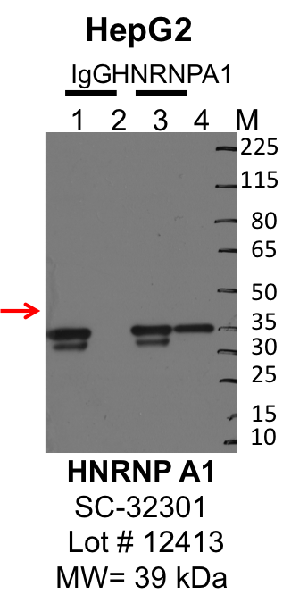 Hepg2_Santa%20Cruz_sc-32301_I2413_HNRNPA1.png<br>Caption: IP-Western Blot analysis of HepG2 whole cell lysate using HNRNPA1 specific antibody. Lane 1 is 1% of twenty million whole cell lysate input and lane 2 is 10% of IP enrichment using mouse normal IgG (lanes under 'IgG'). Lane 3 is 1% of twenty million whole cell lysate input and lane 4 is 10% IP enrichment using mouse monoclonal anti-HNRNPA1 antibody (lanes under 'HNRNPA1').