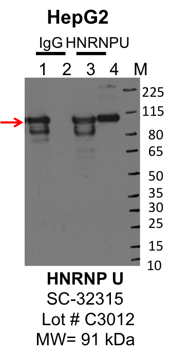 Hepg2_SantaCruz_sc32315_c3012_HNRNPU.png<br>Caption: IP-Western Blot analysis of HepG2 whole cell lysate using HNRNPU specific antibody. Lane 1 is 2.5% of 0.5mg input lysate, lane 2 is 2.5% of supernatant after immunoprecipitation and Lane 3 is 50% of IP enrichment using either mouse monoclonal hnRNP U antibody (lanes under 'HNRNPU') or using mouse normal IgG (lanes under 'IgG').