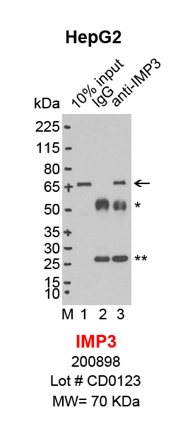 IMP3_HepG2.png<br>Caption: IP-Western Blot analysis of HepG2 whole cell lysate using IMP3 specific antibody. Lane 1 is 2% of ten million whole cell lysate input (lane under '10% input') , lane 2 is 20% of IP enrichment using mouse normal IgG (lane under 'IgG') and lane 3 is 20% IP enrichment using mouse monoclonal anti-IMP3 antibody (lanes under 'anti-IMP3'). Asterisk indicates heavy and light chains of antibody.