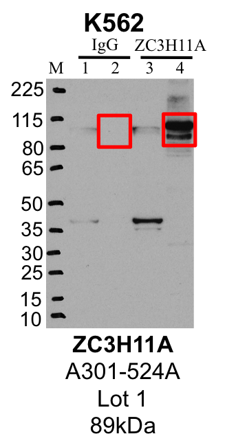 K562_A301-524A_1_ZC3H11A_MassSpec.png<br>Caption: Representative image of immunoprecipitation performed on whole cell extracts from the K562 cell line using the ZC3H11A-specific antibody A301-524A. Lane 1: Input from IP using control IgG. Lane 2: Immunoprecipitated material using control IgG. Lane 3: Input from IP using ZC3H11A antibody. Lane 4: Immunoprecipitated material using ZC3H11A antibody. Outlined regions were excised from gel and subjected to analysis by mass spectrometry. Target molecular weight: 89.13 kDa.