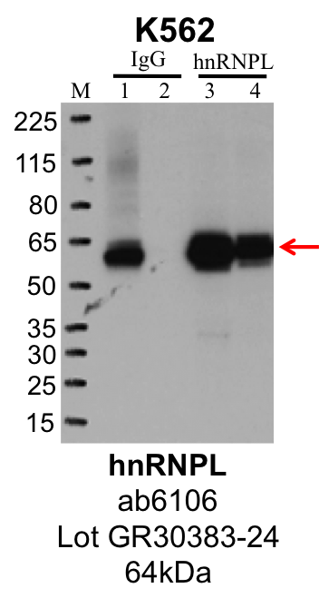 K562_Abcam_ab6106_GR30383-24_HNRNPL.png<br>Caption: IP-Western Blot analysis of K562 whole cell lysate using HNRNPL specific antibody. Lane 1 is 1% of twenty million whole cell lysate input and lane 2 is 25% of IP enrichment using rabbit normal IgG (lanes under 'IgG'). Lane 3 is 1% of twenty million whole cell lysate input and lane 4 is 10% IP enrichment using mouse monoclonal anti-HNRNPL antibody (lanes under 'HNRNPL').