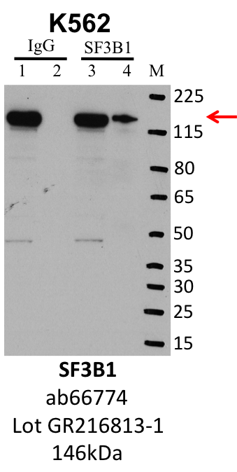 K562_Abcam_ab66774_GR216813-1_SF3B1.png<br>Caption: IP-Western Blot analysis of K562 whole cell lysate using SF3B1 specific antibody. Lane 1 is 1% of twenty million whole cell lysate input and lane 2 is 10% of IP enrichment using rabbit normal IgG (lanes under 'IgG'). Lane 3 is 1% of twenty million whole cell lysate input and lane 4 is 10% IP enrichment using rabbit polyclonal anti-SF3B1 antibody (lanes under 'SF3B1').