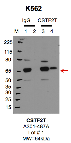 K562_BETHYL_A301487A_1_CSTF2T.png<br>Caption: IP-Western Blot analysis of K562 whole cell lysate using CSTF2T specific antibody. Lane 1 is 1% of twenty million whole cell lysate input and lane 2 is 10% of IP enrichment using rabbit normal IgG (lanes under 'IgG'). Lane 3 is 1% of twenty million whole cell lysate input and lane 4 is 10% IP enrichment using rabbit polyclonal anti-CSTF2T antibody (lanes under 'CSTF2T').