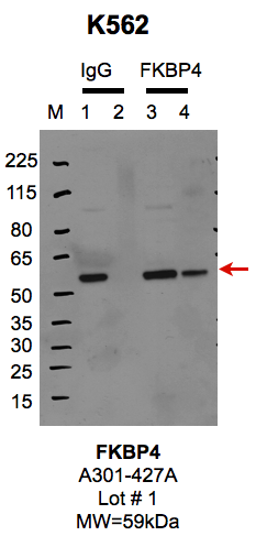 K562_BETHYL_A302427A_1_FKBP4.png<br>Caption: IP-Western Blot analysis of K562 whole cell lysate using FKBP4 specific antibody. Lane 1 is 1% of twenty million whole cell lysate input and lane 2 is 10% of IP enrichment using rabbit normal IgG (lanes under 'IgG'). Lane 3 is 1% of twenty million whole cell lysate input and lane 4 is 10% IP enrichment using rabbit polyclonal anti-FKBP4 antibody (lanes under 'FKBP4').