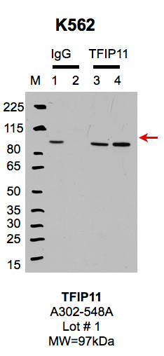 K562_BETHYL_A302548A_1_TFIP11.png<br>Caption: IP-Western Blot analysis of K562 whole cell lysate using TFIP11 specific antibody. Lane 1 is 1% of twenty million whole cell lysate input and lane 2 is 10% of IP enrichment using rabbit normal IgG (lanes under 'IgG'). Lane 3 is 1% of twenty million whole cell lysate input and lane 4 is 10% IP enrichment using rabbit polyclonal anti-TFIP11 antibody (lanes under 'TFIP11').