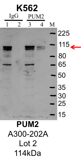 K562_Bethyl_A300-202A_2_PUM2.png<br>Caption: IP-Western Blot analysis of K562 whole cell lysate using PUM2 specific antibody. Lane 1 is 1% of twenty million whole cell lysate input and lane 2 is 25% of IP enrichment using rabbit normal IgG (lanes under 'IgG'). Lane 3 is 1% of twenty million whole cell lysate input and lane 4 is 10% IP enrichment using rabbit polyclonal anti-PUM2 antibody (lanes under 'PUM2').