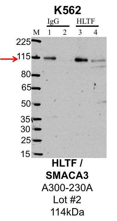 K562_Bethyl_A300-230A_2_HLTF.png<br>Caption: IP-Western Blot analysis of K562 whole cell lysate using HLTF specific antibody. Lane 1 is 1% of twenty million whole cell lysate input and lane 2 is 25% of IP enrichment using rabbit normal IgG (lanes under 'IgG'). Lane 3 is 1% of twenty million whole cell lysate input and lane 4 is 10% IP enrichment using rabbit polyclonal anti-HLTF antibody (lanes under 'HLTF').