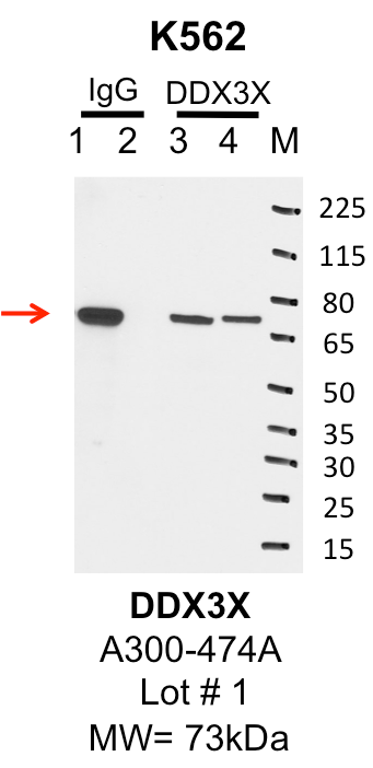 K562_Bethyl_A300-474A_1_DDX3X.png<br>Caption: IP-Western Blot analysis of K562 whole cell lysate using DDX3X specific antibody. Lane 1 is 1% of twenty million whole cell lysate input and lane 2 is 25% of IP enrichment using rabbit normal IgG (lanes under 'IgG'). Lane 3 is 1% of twenty million whole cell lysate input and lane 4 is 10% IP enrichment using rabbit polyclonal anti-DDX3X antibody (lanes under 'DDX3X').