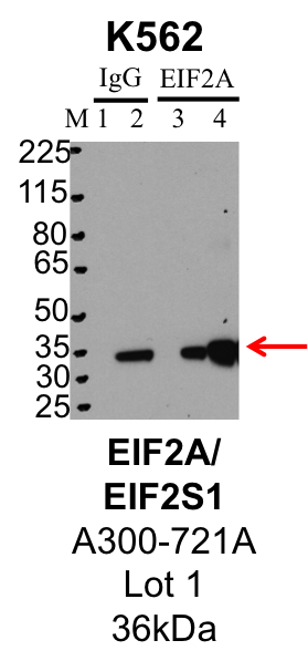 K562_Bethyl_A300-721A_1_EIF2S1.png<br>Caption: IP-Western Blot analysis of K562 whole cell lysate using EIF2S1 specific antibody. Lane 1 is 1% of twenty million whole cell lysate input and lane 2 is 25% of IP enrichment using rabbit normal IgG (lanes under 'IgG'). Lane 3 is 1% of twenty million whole cell lysate input and lane 4 is 10% IP enrichment using rabbit polyclonal anti-EIF2S1 antibody (lanes under 'EIF2S1').