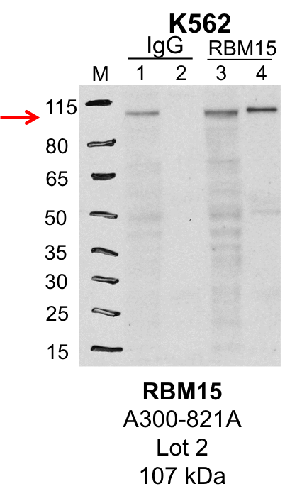 K562_Bethyl_A300-821A_2_RBM15.png<br>Caption: IP-Western Blot analysis of K562 whole cell lysate using RBM15 specific antibody. Lane 1 is 1% of twenty million whole cell lysate input and lane 2 is 25% of IP enrichment using rabbit normal IgG (lanes under 'IgG'). Lane 3 is 1% of twenty million whole cell lysate input and lane 4 is 10% IP enrichment using rabbit polyclonal anti-RBM15 antibody (lanes under 'RBM15').