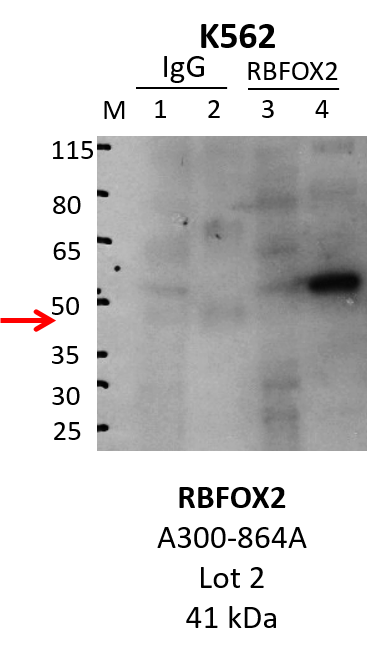 K562_Bethyl_A300-864A_2_RBFOX2.png<br>Caption: IP-Western Blot analysis of K562 whole cell lysate using RBFOX2 specific antibody. Lane 1 is 1% of twenty million whole cell lysate input and lane 2 is 25% of IP enrichment using rabbit normal IgG (lanes under 'IgG'). Lane 3 is 1% of twenty million whole cell lysate input and lane 4 is 10% IP enrichment using rabbit polyclonal anti-RBFOX2 antibody (lanes under 'RBFOX2').