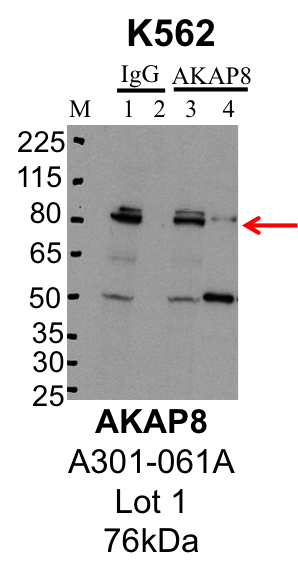 K562_Bethyl_A301-061A_1_AKAP8.png<br>Caption: IP-Western Blot analysis of K562 whole cell lysate using AKAP8 specific antibody. Lane 1 is 1% of twenty million whole cell lysate input and lane 2 is 25% of IP enrichment using rabbit normal IgG (lanes under 'IgG'). Lane 3 is 1% of twenty million whole cell lysate input and lane 4 is 10% IP enrichment using rabbit polyclonal anti-AKAP8 antibody (lanes under 'AKAP8').