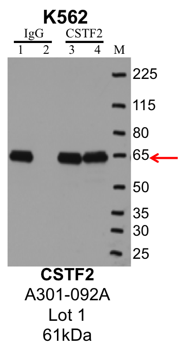 K562_Bethyl_A301-092A_1_CSTF2.png<br>Caption: IP-Western Blot analysis of K562 whole cell lysate using CSTF2 specific antibody. Lane 1 is 1% of twenty million whole cell lysate input and lane 2 is 10% of IP enrichment using rabbit normal IgG (lanes under 'IgG'). Lane 3 is 1% of twenty million whole cell lysate input and lane 4 is 10% IP enrichment using rabbit polyclonal anti-CSTF2 antibody (lanes under 'CSTF2').