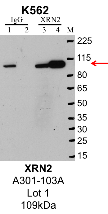 K562_Bethyl_A301-103A_1_XRN2.png<br>Caption: IP-Western Blot analysis of K562 whole cell lysate using XRN2 specific antibody. Lane 1 is 1% of twenty million whole cell lysate input and lane 2 is 25% of IP enrichment using rabbit normal IgG (lanes under 'IgG'). Lane 3 is 1% of twenty million whole cell lysate input and lane 4 is 10% IP enrichment using rabbit polyclonal anti-XRN2 antibody (lanes under 'XRN2').