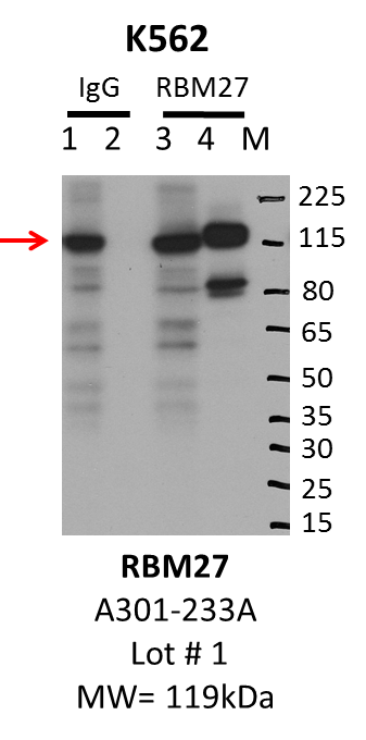 K562_Bethyl_A301-233A_1_RBM27.png<br>Caption: IP-Western Blot analysis of K562 whole cell lysate using RBM27 specific antibody. Lane 1 is 1% of twenty million whole cell lysate input and lane 2 is 10% of IP enrichment using rabbit normal IgG (lanes under 'IgG'). Lane 3 is 1% of twenty million whole cell lysate input and lane 4 is 10% IP enrichment using rabbit polyclonal anti-RBM27 antibody (lanes under 'RBM27'). Expected Molecular Weight: 118 KD