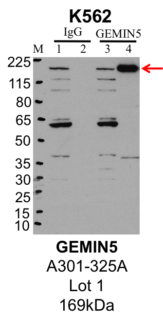 K562_Bethyl_A301-325A_1_GEMIN5.png<br>Caption: IP-Western Blot analysis of K562 whole cell lysate using GEMIN5 specific antibody. Lane 1 is 1% of twenty million whole cell lysate input and lane 2 is 25% of IP enrichment using rabbit normal IgG (lanes under 'IgG'). Lane 3 is 1% of twenty million whole cell lysate input and lane 4 is 10% IP enrichment using rabbit polyclonal anti-GEMIN5 antibody (lanes under 'GEMIN5').