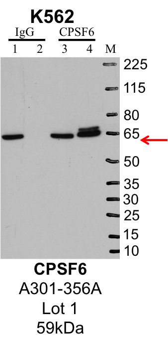 K562_Bethyl_A301-356A_1_CPSF6.png<br>Caption: IP-Western Blot analysis of K562 whole cell lysate using CPSF6 specific antibody. Lane 1 is 1% of twenty million whole cell lysate input and lane 2 is 25% of IP enrichment using rabbit normal IgG (lanes under 'IgG'). Lane 3 is 1% of twenty million whole cell lysate input and lane 4 is 10% IP enrichment using rabbit polyclonal anti-CPSF6 antibody (lanes under 'CPSF6').