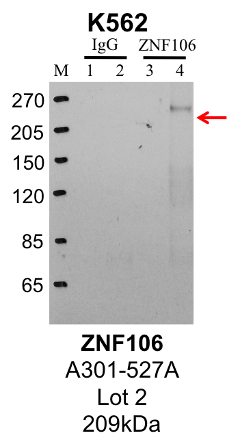 K562_Bethyl_A301-527A_2_ZNF106.png<br>Caption: IP-Western Blot analysis of HepG2 whole cell lysate using ZNF106 specific antibody. Lane 1 is 1% of twenty million whole cell lysate input and lane 2 is 25% of IP enrichment using rabbit normal IgG (lanes under 'IgG'). Lane 3 is 1% of twenty million whole cell lysate input and lane 4 is 10% IP enrichment using rabbit polyclonal anti-ZNF106 antibody (lanes under 'ZNF106').