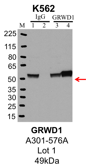 K562_Bethyl_A301-576A_1_GRWD1.png<br>Caption: IP-Western Blot analysis of K562 whole cell lysate using GRWD1 specific antibody. Lane 1 is 1% of twenty million whole cell lysate input and lane 2 is 25% of IP enrichment using rabbit normal IgG (lanes under 'IgG'). Lane 3 is 1% of twenty million whole cell lysate input and lane 4 is 10% IP enrichment using rabbit polyclonal anti-GRWD1 antibody (lanes under 'GRWD1').