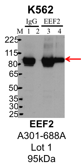 K562_Bethyl_A301-688A_1_EEF2.png<br>Caption: IP-Western Blot analysis of K562 whole cell lysate using EEF2 specific antibody. Lane 1 is 1% of twenty million whole cell lysate input and lane 2 is 25% of IP enrichment using rabbit normal IgG (lanes under 'IgG'). Lane 3 is 1% of twenty million whole cell lysate input and lane 4 is 10% IP enrichment using rabbit polyclonal anti-EEF2 antibody (lanes under 'EEF2').