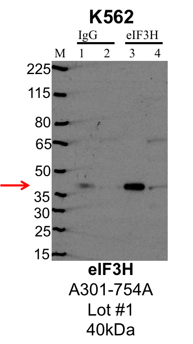 K562_Bethyl_A301-754A_1_EIF3H.png<br>Caption: IP-Western Blot analysis of K562 whole cell lysate using EIF3H specific antibody. Lane 1 is 1% of twenty million whole cell lysate input and lane 2 is 25% of IP enrichment using rabbit normal IgG (lanes under 'IgG'). Lane 3 is 1% of twenty million whole cell lysate input and lane 4 is 10% IP enrichment using rabbit polyclonal anti-EIF3H antibody (lanes under 'EIF3H').