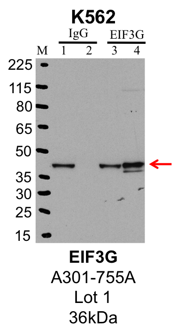 K562_Bethyl_A301-755A_1_EIF3G.png<br>Caption: IP-Western Blot analysis of K562 whole cell lysate using EIF3G specific antibody. Lane 1 is 1% of twenty million whole cell lysate input and lane 2 is 10% of IP enrichment using rabbit normal IgG (lanes under 'IgG'). Lane 3 is 1% of twenty million whole cell lysate input and lane 4 is 10% IP enrichment using rabbit polyclonal anti-EIF3G antibody (lanes under 'EIF3G').