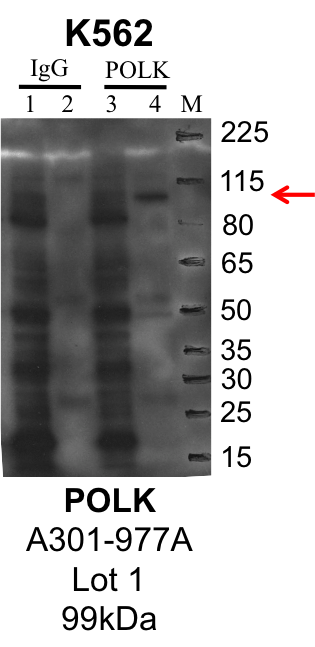 K562_Bethyl_A301-977A_1_POLK.png<br>Caption: IP-Western Blot analysis of K562 whole cell lysate using POLK specific antibody. Lane 1 is 1% of twenty million whole cell lysate input and lane 2 is 25% of IP enrichment using rabbit normal IgG (lanes under 'IgG'). Lane 3 is 1% of twenty million whole cell lysate input and lane 4 is 10% IP enrichment using rabbit polyclonal anti-POLK antibody (lanes under 'POLK').