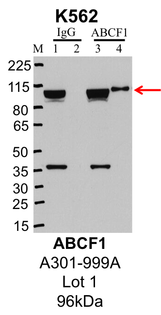 K562_Bethyl_A301-999A_1_ABCF1.png<br>Caption: IP-Western Blot analysis of K562 whole cell lysate using ABCF1 specific antibody. Lane 1 is 1% of twenty million whole cell lysate input and lane 2 is 25% of IP enrichment using rabbit normal IgG (lanes under 'IgG'). Lane 3 is 1% of twenty million whole cell lysate input and lane 4 is 10% IP enrichment using rabbit polyclonal anti-ABCF1 antibody (lanes under 'ABCF1').