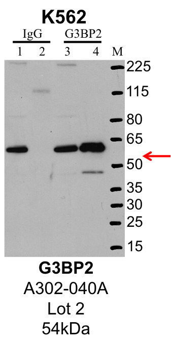 K562_Bethyl_A302-040A_2_G3BP2.png<br>Caption: IP-Western Blot analysis of K562 whole cell lysate using G3BP2 specific antibody. Lane 1 is 1% of twenty million whole cell lysate input and lane 2 is 25% of IP enrichment using rabbit normal IgG (lanes under 'IgG'). Lane 3 is 1% of twenty million whole cell lysate input and lane 4 is 10% IP enrichment using rabbit polyclonal anti-G3BP2 antibody (lanes under 'G3BP2').