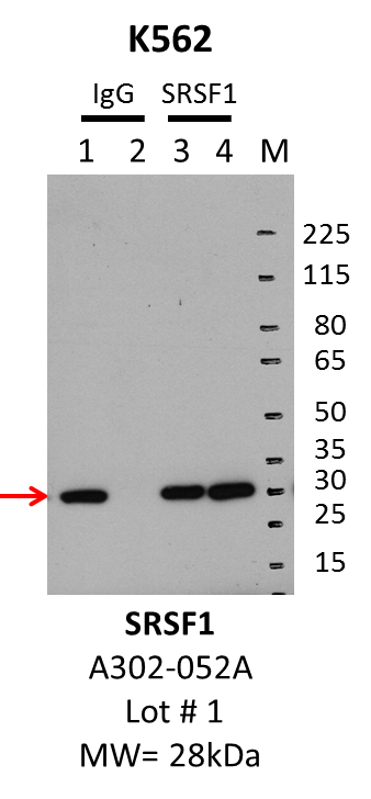 K562_Bethyl_A302-052A_1_SRSF1.png<br>Caption: IP-Western Blot analysis of K562 whole cell lysate using SRSF1 specific antibody. Lane 1 is 1% of twenty million whole cell lysate input and lane 2 is 10% of IP enrichment using rabbit normal IgG (lanes under 'IgG'). Lane 3 is 1% of twenty million whole cell lysate input and lane 4 is 10% IP enrichment using rabbit polyclonal anti-ASF (SRSF1) antibody (lanes under 'SRSF1').