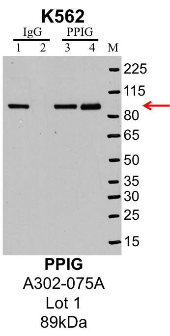 K562_Bethyl_A302-075A_1_PPIG.png<br>Caption: IP-Western Blot analysis of K562 whole cell lysate using PPIG specific antibody. Lane 1 is 1% of twenty million whole cell lysate input and lane 2 is 25% of IP enrichment using rabbit normal IgG (lanes under 'IgG'). Lane 3 is 1% of twenty million whole cell lysate input and lane 4 is 10% IP enrichment using rabbit polyclonal anti-PPIG antibody (lanes under 'PPIG'). This antibody passes preliminary validation and will be further pursued for primary and secondary validation.