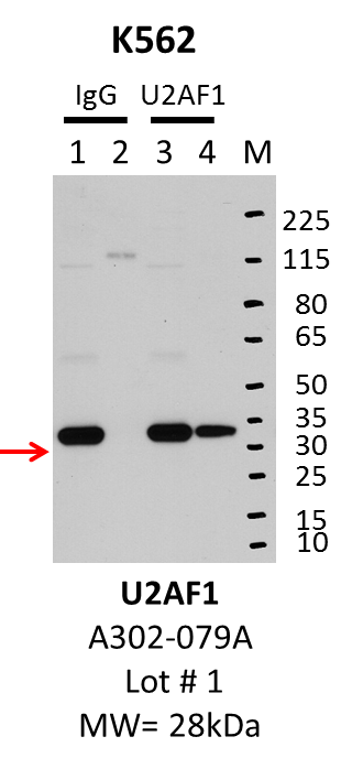 K562_Bethyl_A302-079A_1_U2AF1.png<br>Caption: IP-Western Blot analysis of K562 whole cell lysate using U2AF1 specific antibody. Lane 1 is 1% of twenty million whole cell lysate input and lane 2 is 25% of IP enrichment using rabbit normal IgG (lanes under 'IgG'). Lane 3 is 1% of twenty million whole cell lysate input and lane 4 is 10% IP enrichment using rabbit polyclonal anti-U2AF1 antibody (lanes under 'U2AF1').