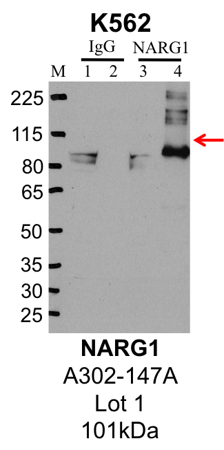 K562_Bethyl_A302-147A_1_NARG1.png<br>Caption: IP-Western Blot analysis of K562 whole cell lysate using NARG1 specific antibody. Lane 1 is 1% of twenty million whole cell lysate input and lane 2 is 25% of IP enrichment using rabbit normal IgG (lanes under 'IgG'). Lane 3 is 1% of twenty million whole cell lysate input and lane 4 is 10% IP enrichment using rabbit polyclonal anti-NARG1 antibody (lanes under 'NARG1').