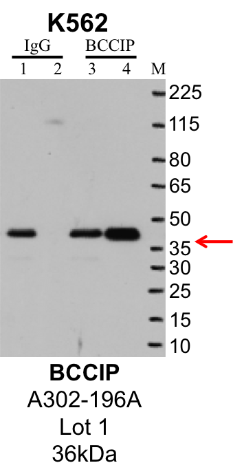 K562_Bethyl_A302-196A_1_BCCIP.png<br>Caption: IP-Western Blot analysis of K562 whole cell lysate using BCCIP specific antibody. Lane 1 is 1% of twenty million whole cell lysate input and lane 2 is 25% of IP enrichment using rabbit normal IgG (lanes under 'IgG'). Lane 3 is 1% of twenty million whole cell lysate input and lane 4 is 10% IP enrichment using rabbit polyclonal anti-BCCIP antibody (lanes under 'BCCIP').