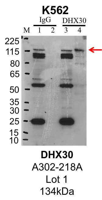 K562_Bethyl_A302-218A_1_DHX30.png<br>Caption: IP-Western Blot analysis of K562 whole cell lysate using DHX30 specific antibody. Lane 1 is 1% of twenty million whole cell lysate input and lane 2 is 25% of IP enrichment using rabbit normal IgG (lanes under 'IgG'). Lane 3 is 1% of twenty million whole cell lysate input and lane 4 is 10% IP enrichment using rabbit polyclonal anti-DHX30 antibody (lanes under 'DHX30').