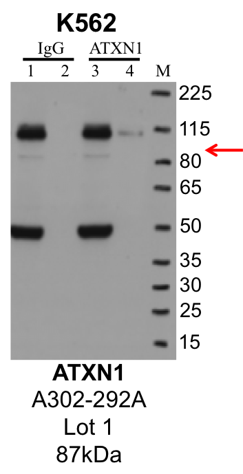 K562_Bethyl_A302-292A_1_ATXN1.png<br>Caption: IP-Western Blot analysis of K562 whole cell lysate using ATXN1 specific antibody. Lane 1 is 1% of twenty million whole cell lysate input and lane 2 is 10% of IP enrichment using rabbit normal IgG (lanes under 'IgG'). Lane 3 is 1% of twenty million whole cell lysate input and lane 4 is 10% IP enrichment using rabbit polyclonal anti-ATXN1 antibody (lanes under 'ATXN1').