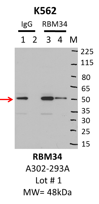 K562_Bethyl_A302-293A_1_RBM34.png<br>Caption: IP-Western Blot analysis of K562 whole cell lysate using RBM34 specific antibody. Lane 1 is 1% of twenty million whole cell lysate input and lane 2 is 10% of IP enrichment using rabbit normal IgG (lanes under 'IgG'). Lane 3 is 1% of twenty million whole cell lysate input and lane 4 is 10% IP enrichment using rabbit polyclonal anti-RBM34 antibody (lanes under 'RBM34').