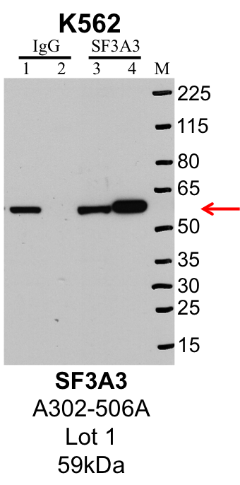 K562_Bethyl_A302-506A_1_SF3A3.png<br>Caption: IP-Western Blot analysis of K562 whole cell lysate using SF3A3 specific antibody. Lane 1 is 1% of twenty million whole cell lysate input and lane 2 is 25% of IP enrichment using rabbit normal IgG (lanes under 'IgG'). Lane 3 is 1% of twenty million whole cell lysate input and lane 4 is 10% IP enrichment using rabbit polyclonal anti-SF3A3 antibody (lanes under 'SF3A3').