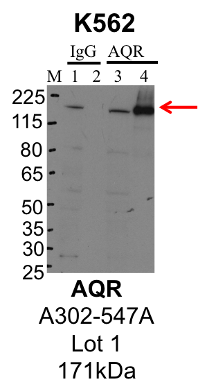 K562_Bethyl_A302-547A_1_AQR.png<br>Caption: IP-Western Blot analysis of K562 whole cell lysate using AQR specific antibody. Lane 1 is 1% of twenty million whole cell lysate input and lane 2 is 25% of IP enrichment using rabbit normal IgG (lanes under 'IgG'). Lane 3 is 1% of twenty million whole cell lysate input and lane 4 is 10% IP enrichment using rabbit polyclonal anti-AQR antibody (lanes under 'AQR').