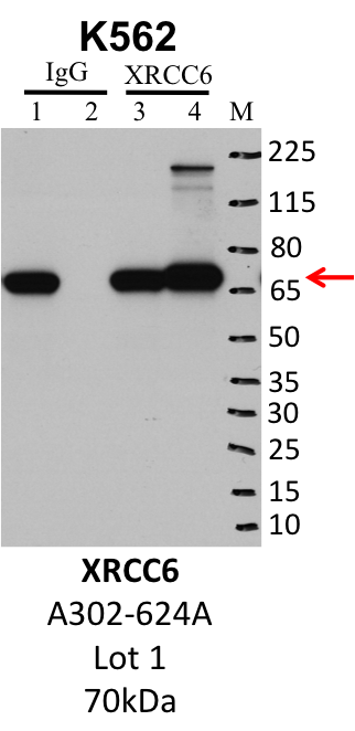 K562_Bethyl_A302-624A_1_XRCC6.png<br>Caption: IP-Western Blot analysis of K562 whole cell lysate using XRCC6 specific antibody. Lane 1 is 1% of twenty million whole cell lysate input and lane 2 is 10% of IP enrichment using rabbit normal IgG (lanes under 'IgG'). Lane 3 is 1% of twenty million whole cell lysate input and lane 4 is 10% IP enrichment using rabbit polyclonal anti-XRCC6 antibody (lanes under 'XRCC6').